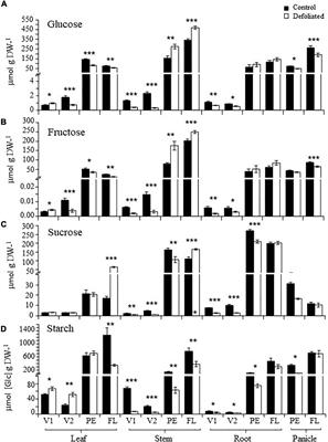 Highest Defoliation Tolerance in Amaranthus cruentus Plants at Panicle Development Is Associated With Sugar Starvation Responses